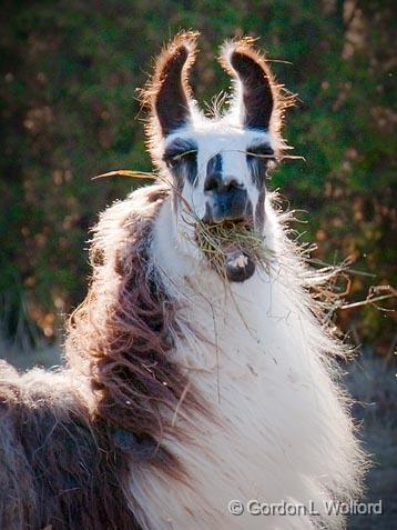 Backlit Hay-face Llama_10801.jpg - A llama munching on some hay.Photographed near Carleton Place, Ontario, Canada.